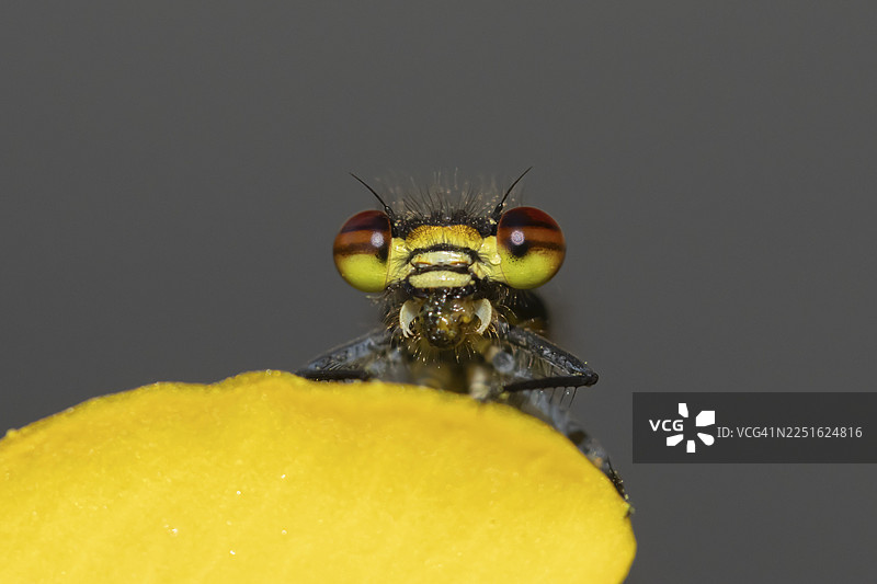 英国英格兰夏季,一只成年红蜻蜓(Pyrrhosoma nymphula)在花园的黄色花莩(Kingcup)水生植物花朵上捕食苍蝇图片素材