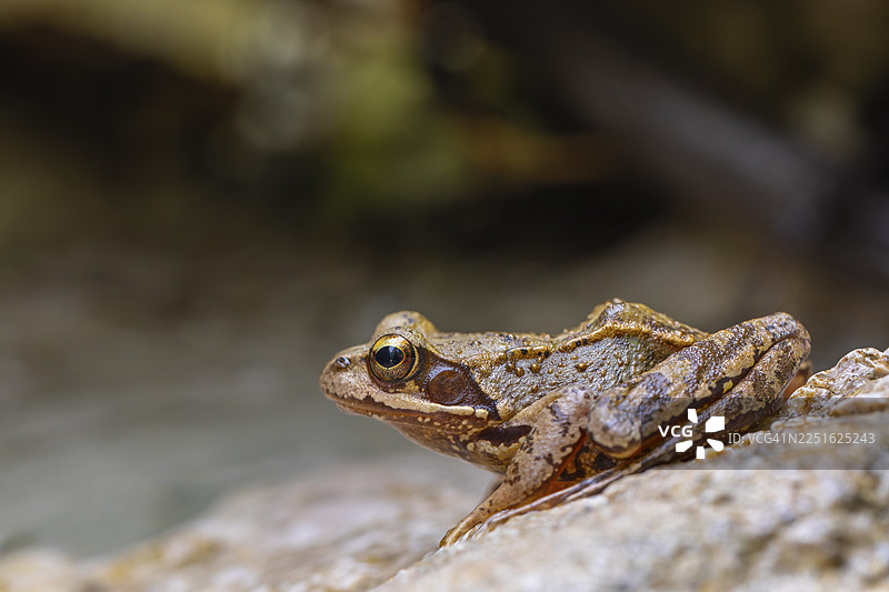 阿尔卑斯山脉，巴特赖兴哈尔附近的普通蛙（Rana temporaria）。山溪清澈水中游弋的普通蛙。图片素材