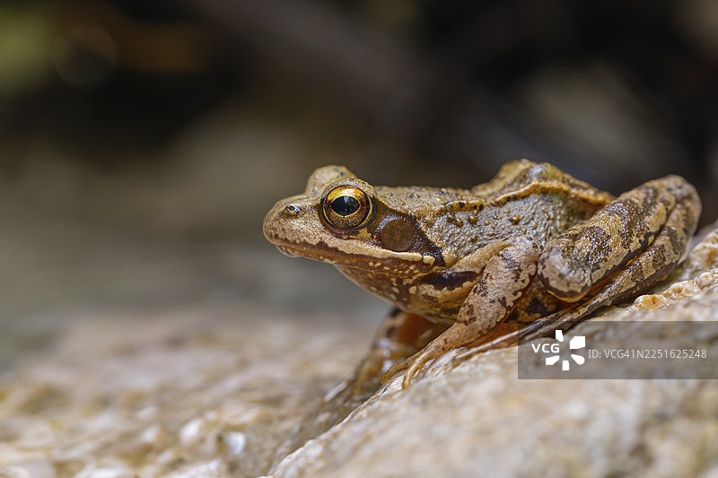 阿尔卑斯山脉，巴特赖兴哈尔附近的普通蛙（Rana temporaria）。山溪清澈的水中的普通蛙图片素材