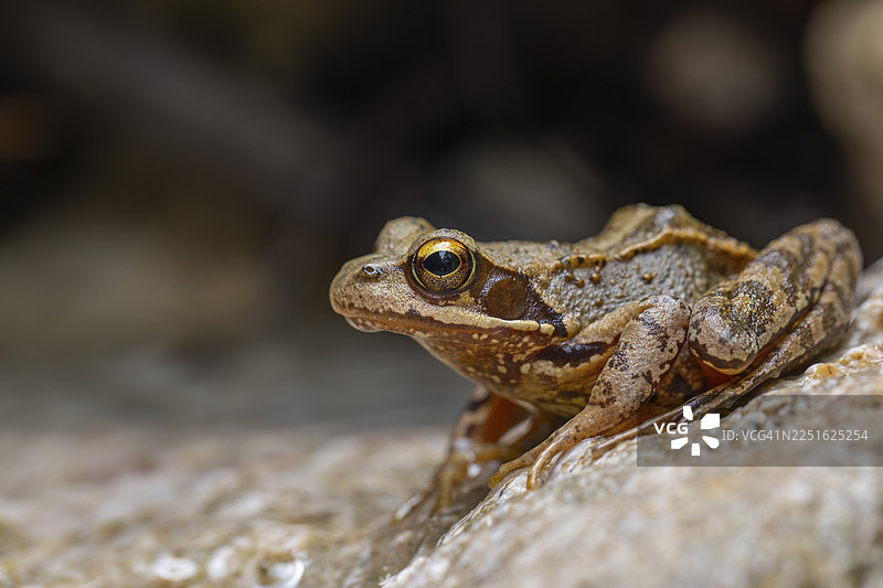 阿尔卑斯山脉，巴特赖兴哈尔附近的普通蛙（Rana temporaria）。山间溪流的清澈水中嬉戏的普通蛙。图片素材