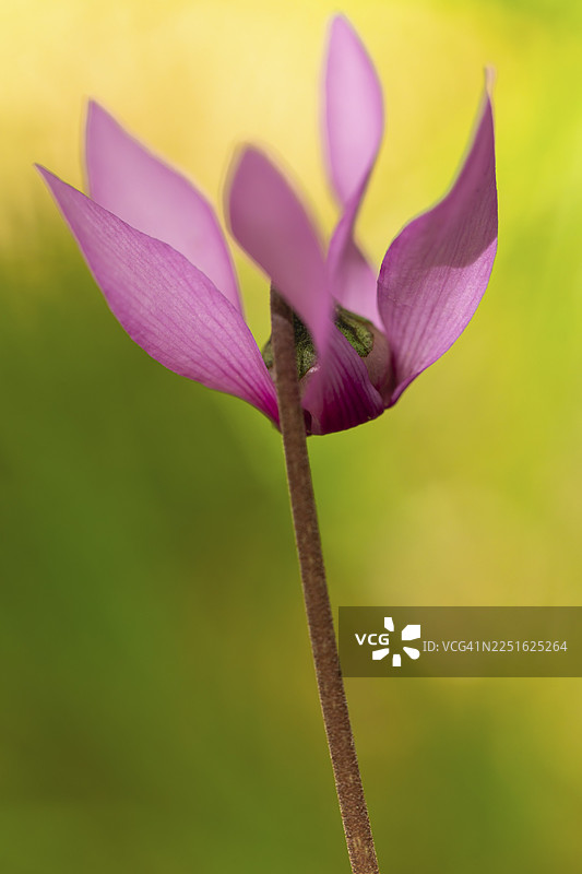 阿尔卑斯山脉的鲜花近景，在巴特赖兴哈尔的徒步小径上，娇嫩的仙客来花朵绽放。图片素材