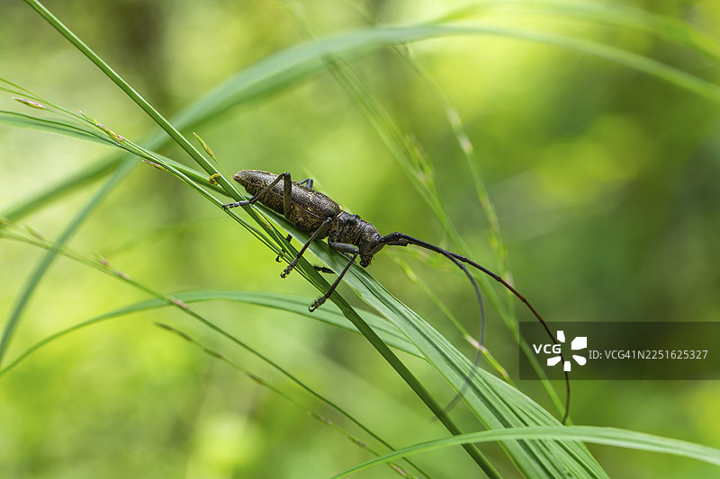 德国巴特赖兴哈尔，自然环境中，特写一只单色长角羚在草叶上图片素材