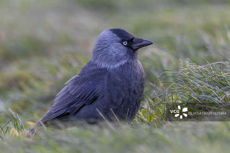 一只寒鸦（Corvus monedula）栖息在草地上，沐浴在德国最后的暮光中图片素材