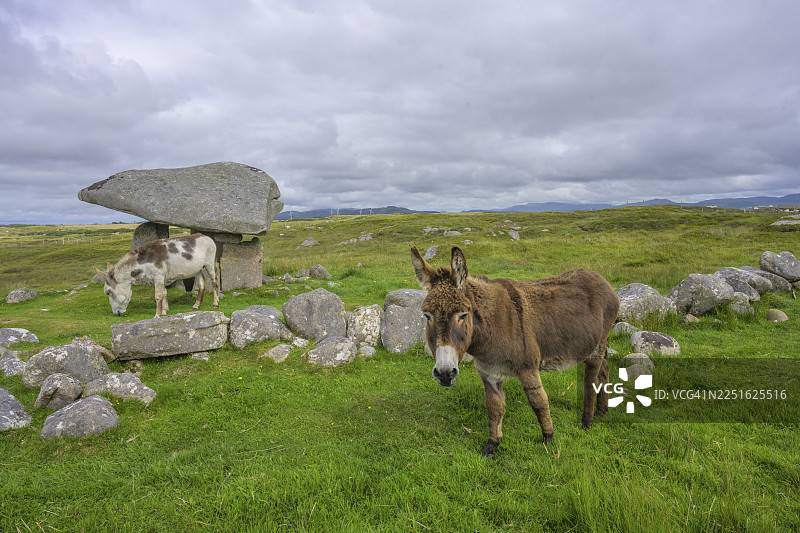 爱尔兰多尼戈尔郡基尔克卢尼的石棚墓旁的驴图片素材