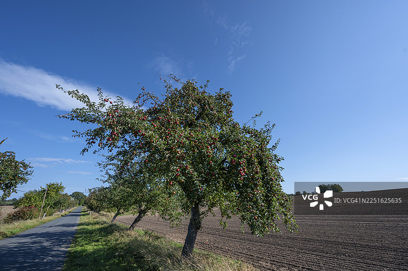 位于德国梅克伦堡-前波美拉尼亚州奥特恩斯多夫的乡村道路旁，结满成熟果实的苹果树（Malus）大道图片素材