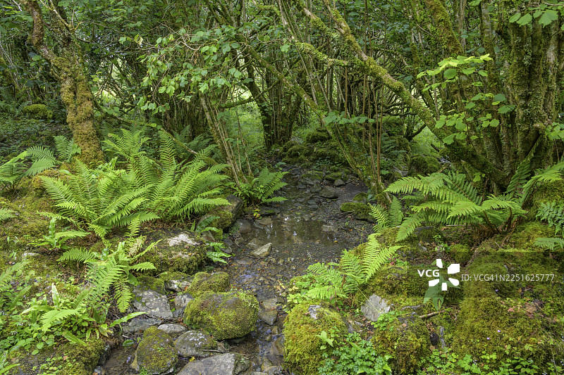 爱尔兰克莱尔郡卡兰凯尔希拉布伦圣科尔曼教堂和圣泉的苔藓森林与蕨类植物图片素材