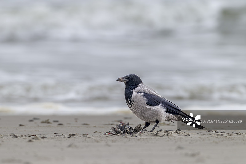 乌鸦（Corvus cornix）正在吃一只死鸟的残骸，丹麦图片素材