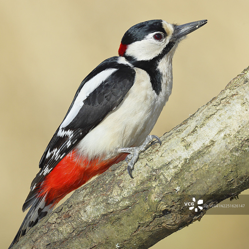 大斑啄木鸟（Dendrocopos major），雄性，栖息在树枝上，野生动物，动物，鸟类，啄木鸟，维尔恩斯多夫，北莱茵-威斯特法伦州，德国图片素材