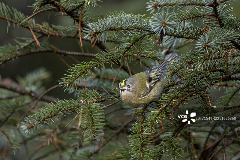 在飞往下一个目的地之前，金冠雀（Regulus regulus）会像往常一样四处张望觅食，丹麦图片素材