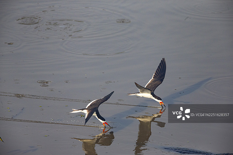 黑头黑嘴鸥（Rynchops nigra） 巴西潘塔纳尔湿地图片素材