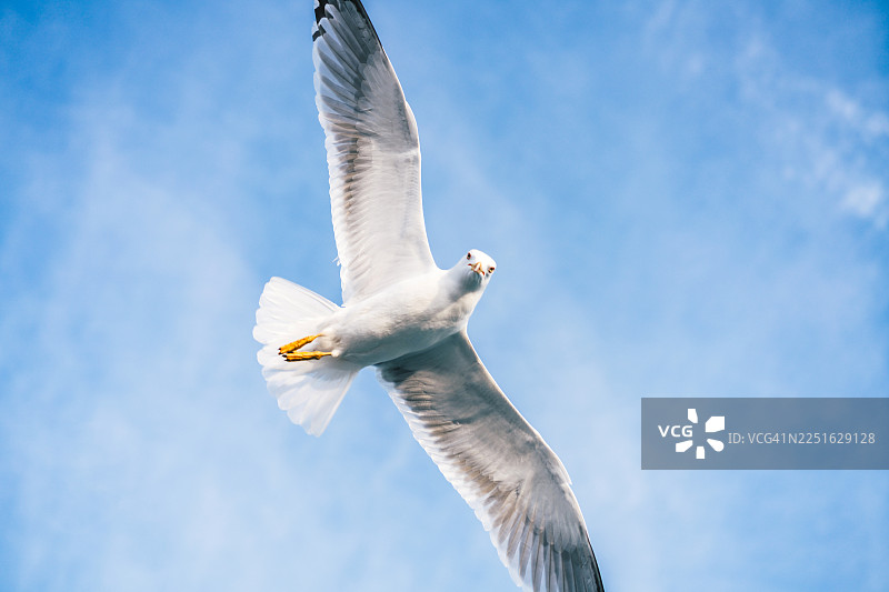 一只海鸥在晴朗的蓝天上飞翔，优雅的白色海鸥，有着黄色的脚和喙，捕捉了自由、自然和平静的能量，适合旅行、生活方式和野生动物素材使用图片素材