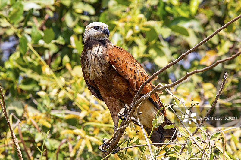 黑领隼（Busarellus nigricollis） 巴西潘塔纳尔湿地图片素材