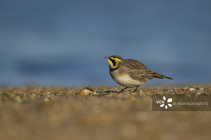 英国萨福克郡海滩上的成年勺鹀（Eremophila alpestris）图片素材