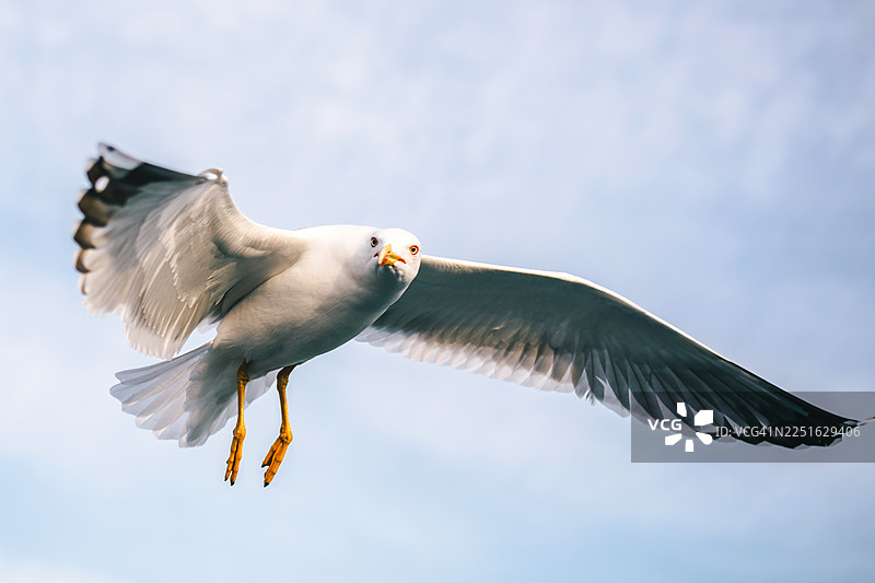 一只海鸥在晴朗的蓝天上飞翔，这是一只优雅的白色海鸥，拥有黄色的脚和喙，捕捉自由、自然和宁静的能量，适用于旅行、生活方式和野生动物素材使用。图片素材