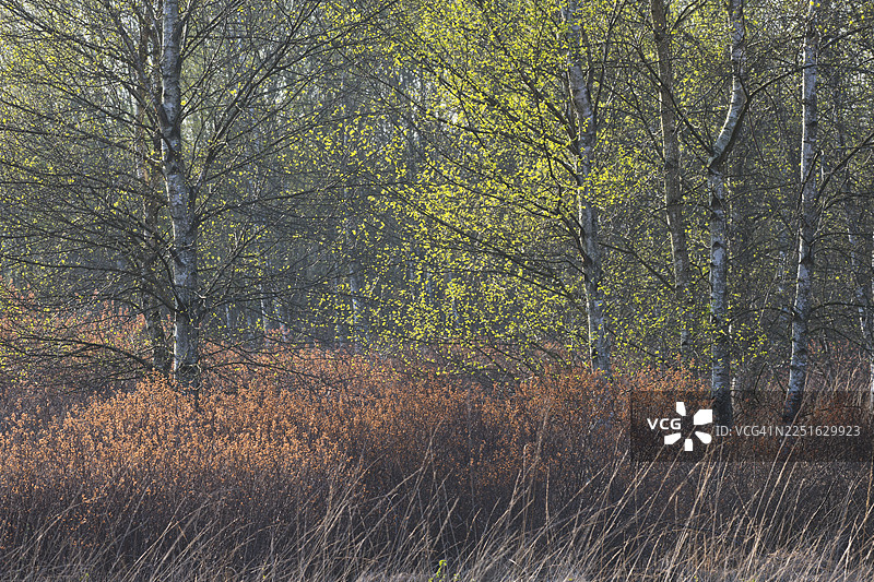 疣状桦树（欧洲白桦）和滨藜（蜡烛树）在沼泽地，德国下萨克森州埃姆斯兰图片素材