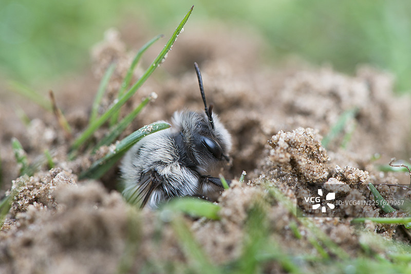 灰纹地蜂（Andrena cineraria），德国下萨克森州埃姆斯兰图片素材