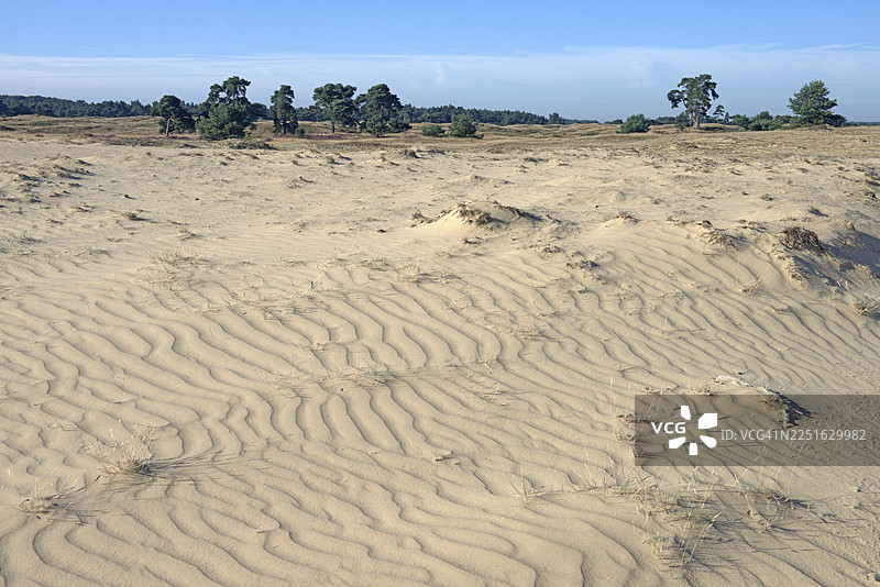 荷兰海尔德兰省，德霍赫费吕沃国家公园，贫瘠的荒原，干旱的景观图片素材