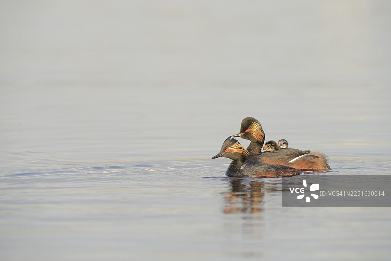 黑颈鸊鷉（Podiceps nigricollis）与幼鸟，荷兰德伦特省图片素材