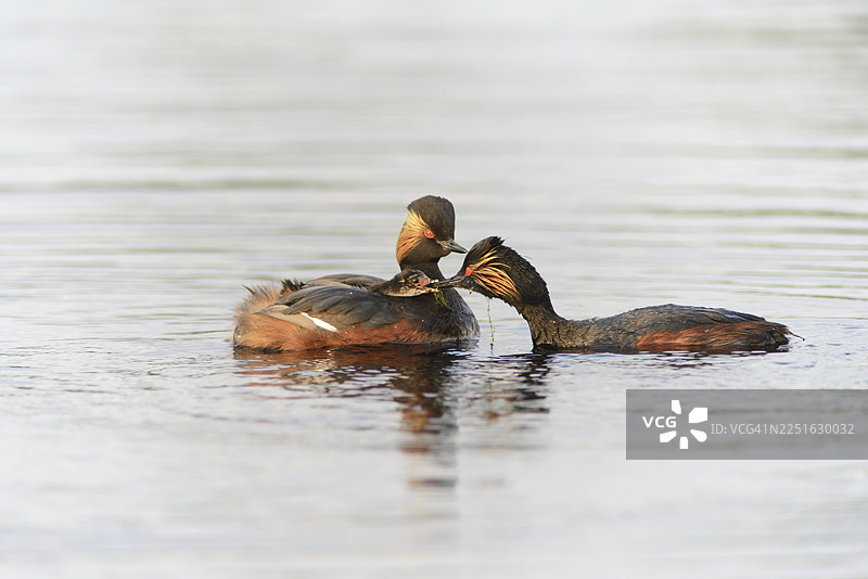 黑颈鸊鷉（Podiceps nigricollis）与幼鸟，荷兰德伦特省图片素材