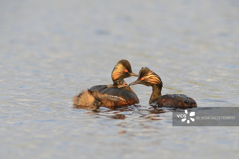黑颈䴙䴘（Podiceps nigricollis）与幼鸟，荷兰德伦特省图片素材