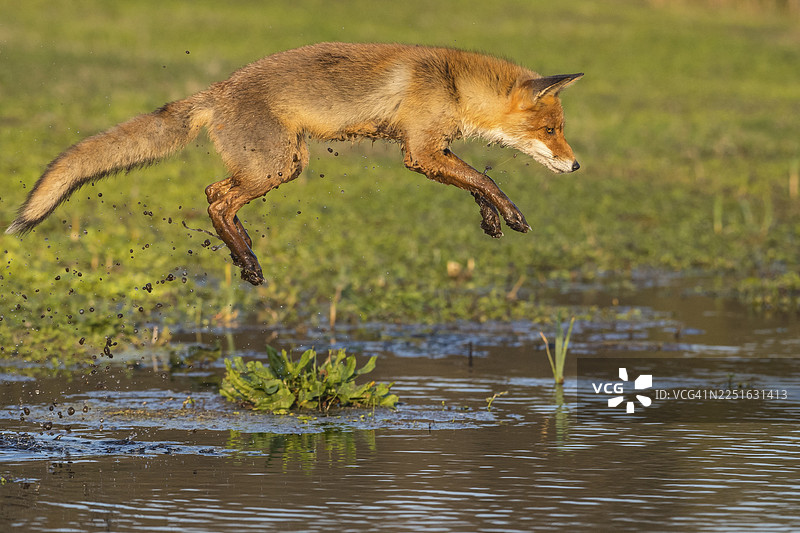红狐狸（Vulpes vulpes）跳过水体，荷兰图片素材