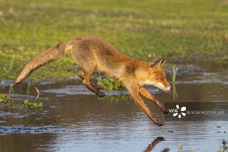 红狐狸（Vulpes vulpes）跳过水体，跳跃，动作，荷兰图片素材