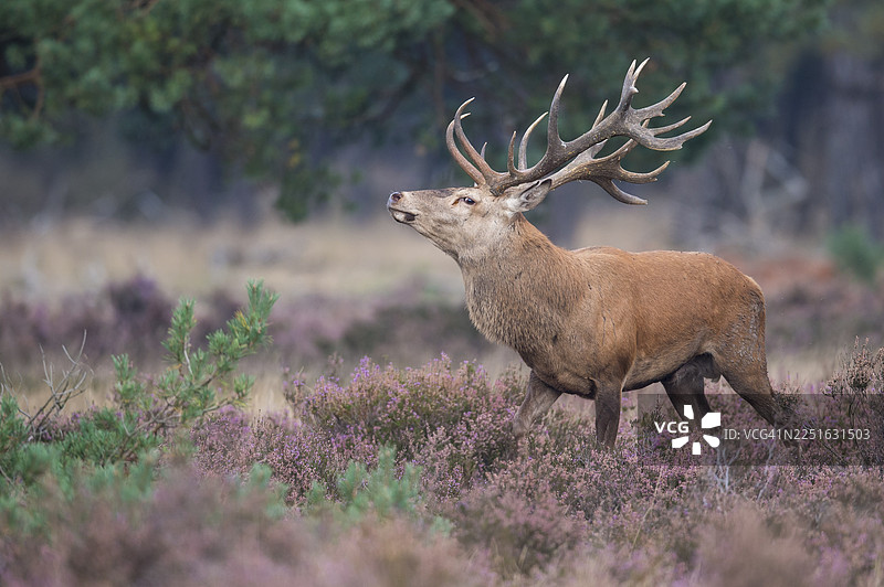 雄性马鹿（Cervus elaphus）在发情期盛开的石楠花丛中，荷兰高费吕沃国家公园图片素材