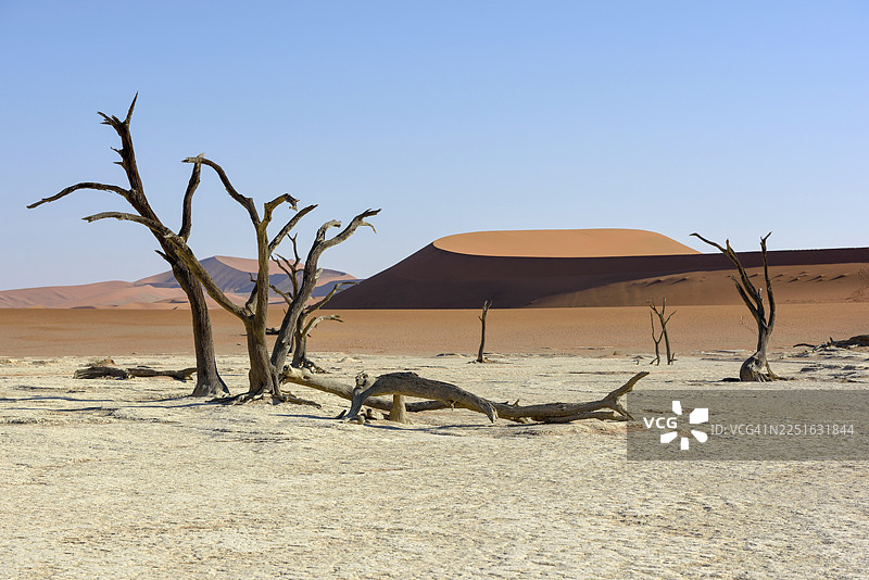 纳米布沙漠、纳米布-诺克卢夫国家公园、纳米布的死胡子树（长叶刺槐）图片素材