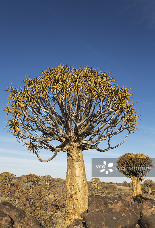 纳米比亚基特曼斯胡普附近的箭袋树（Aloe dichotoma）图片素材