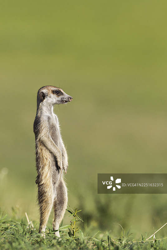 猫鼬（Suricata suricatta），站岗警戒，雨季绿意盎然，喀拉哈里沙漠，喀拉哈迪跨界公园，南非图片素材