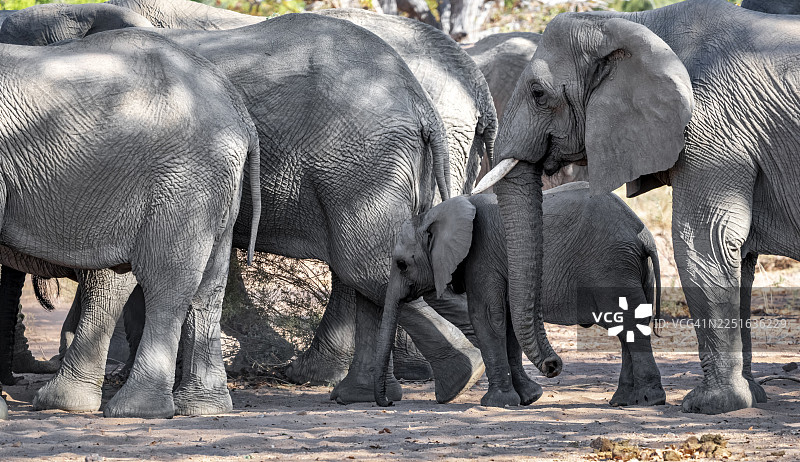成年象之间的幼象，非洲象（Loxodonta africana），沙漠象，乌加布河的河床，达马拉兰，库内内地区，纳米比亚图片素材