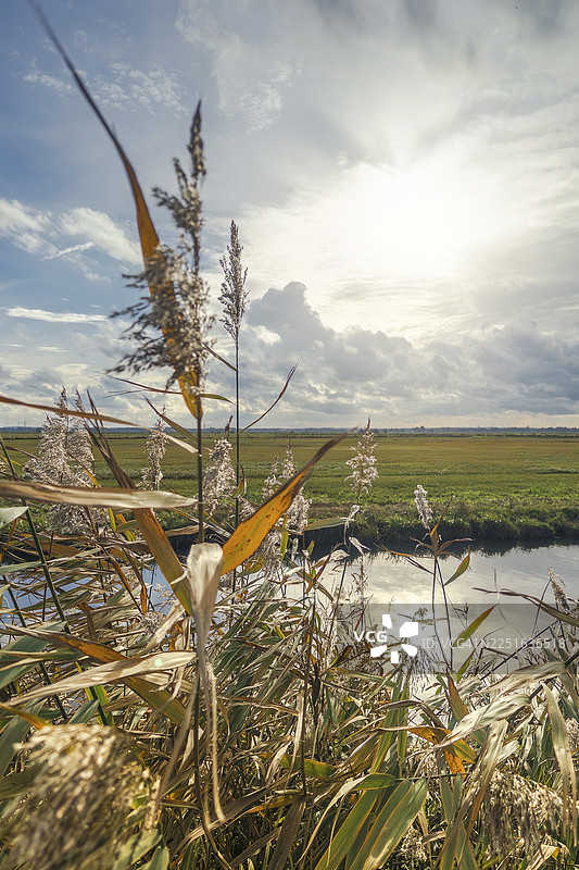 下萨克森州杜默湖畔亨特河沿岸，傍晚阳光下的湿润草地与芦苇图片素材
