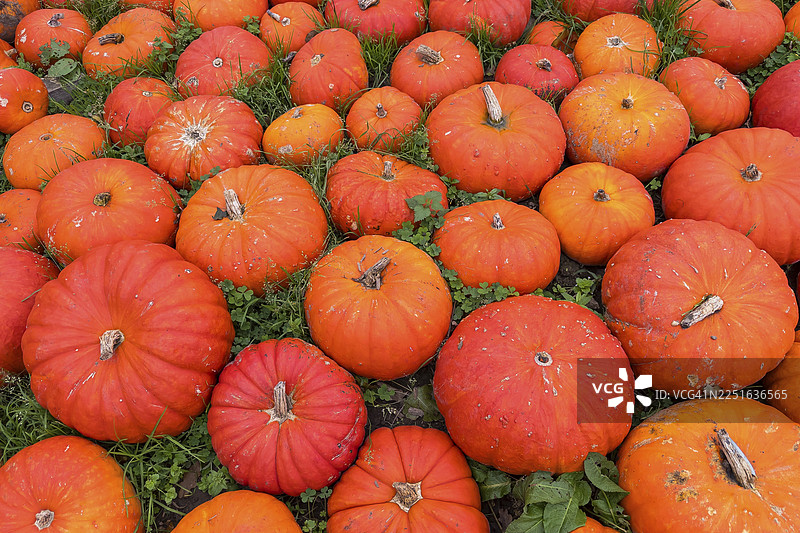 成熟的红南瓜图片素材