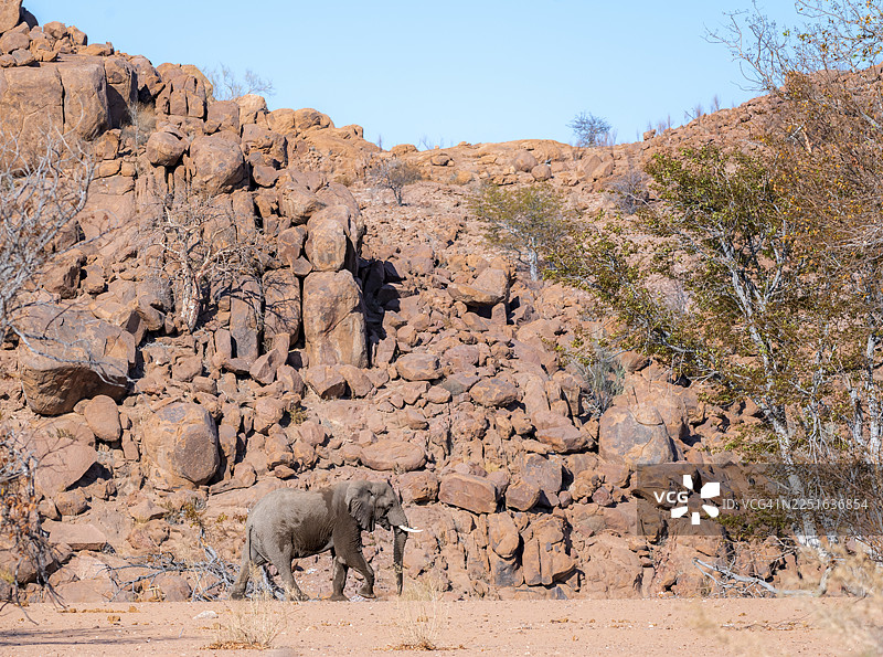 非洲象（Loxodonta africana），沙漠象，在乌加布河河床，沙漠景观，有红色岩石山丘，达马拉兰，库内内地区，纳米比亚图片素材