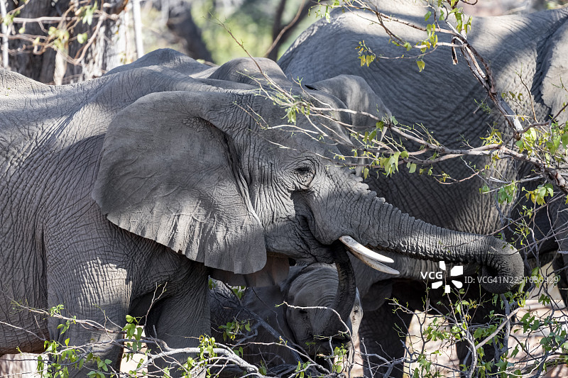 非洲象（Loxodonta africana）在纳米比亚库内内地区达马拉兰乌加布河河床吃树叶，沙漠象图片素材