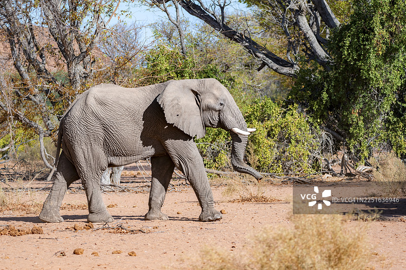 非洲象（Loxodonta africana），又称沙漠象，位于纳米比亚库内内区达马拉兰的乌加布河河床。图片素材