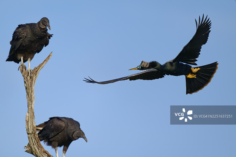 火鸡秃鹫（Cathartes aura）栖息在树枝上，蛇鹈（Anhinga anhinga）在明亮的蓝天下飞翔，春天，奥兰多湿地，圣诞节，佛罗里达州，美国图片素材