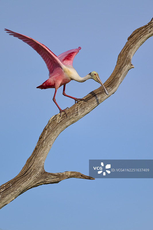 一只玫瑰琵鹭在蓝天下的枯枝上张开翅膀，玫瑰琵鹭 (Ajaja ajaja)，奥兰多湿地，圣诞节，佛罗里达州，美国图片素材