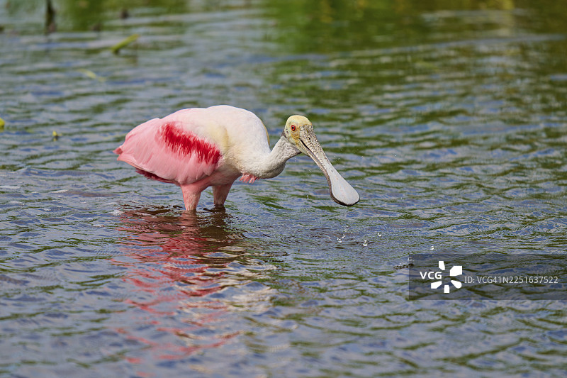 一只粉红色的琵鹭在奥兰多湿地池塘的浅水中觅食，佛罗里达州圣诞节，美国图片素材