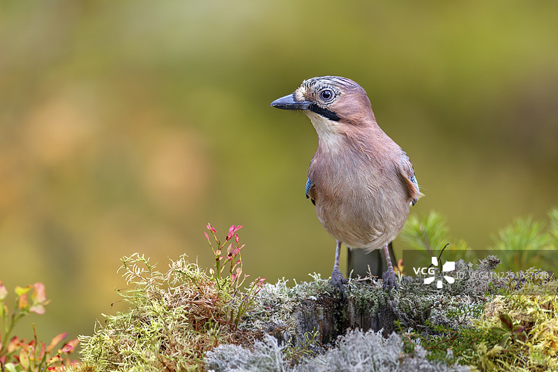 欧亚鸲（Garrulus glandarius）在色彩斑斓的秋季植被中觅食，瑞典图片素材