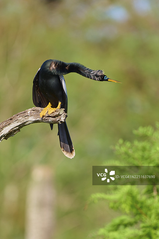 一只蛇鹈（Anhinga anhinga）俯身栖息在树枝上，背景为绿色，摄于佛罗里达州奥兰多湿地，圣诞节，美国图片素材