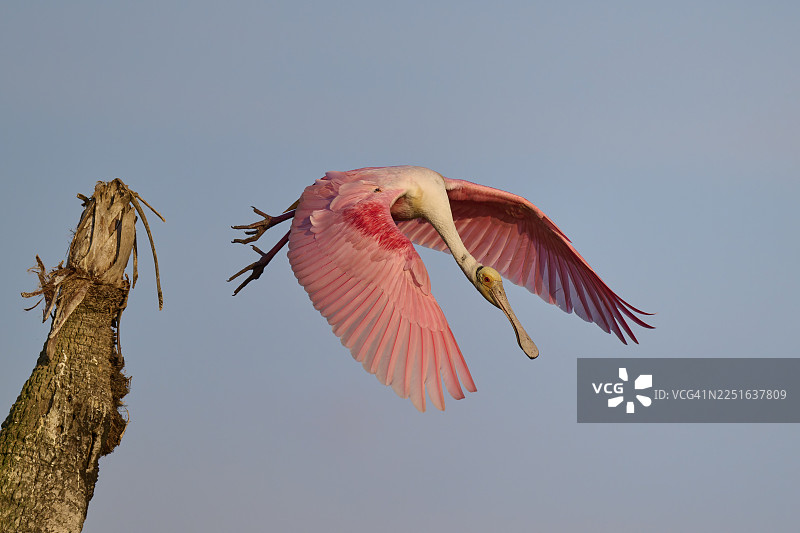一只玫瑰琵鹭张开翅膀飞翔，玫瑰琵鹭（Ajaja ajaja），奥兰多湿地，圣诞节，佛罗里达州，美国图片素材