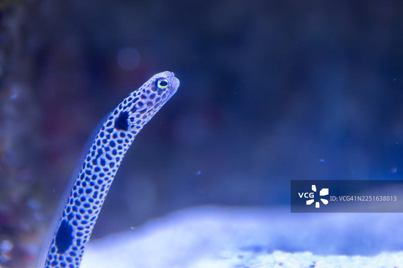 花园鳗鱼肖像图片素材