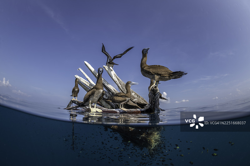 棕脸海雀以及成群的鱼，以海上漂浮的枯树枝为家，印度尼西亚凯群岛。图片素材