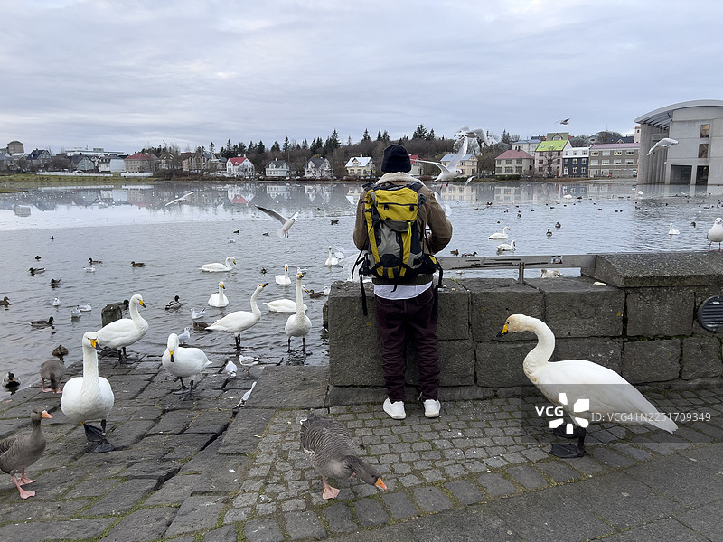 秋季，雷克雅未克，冰封的蒂伦湖边，一位男子在喂鸟图片素材
