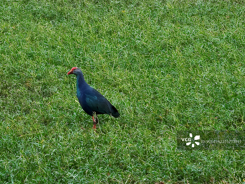 灰头水鸡，紫水鸡，普科科在特兰加纳海得拉巴的湿地中图片素材