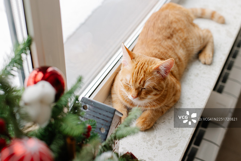 一只姜黄色猫咪趴在窗台上休息，旁边摆放着圣诞装饰品和一棵小松树。温馨的冬季家居内景，充满节日气氛，自然光线，宁静的居家生活方式。图片素材