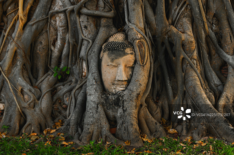 泰国大城府马哈泰寺的树中佛头图片素材