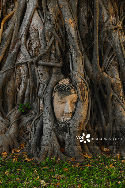 泰国大城府马哈泰寺佛头图片素材