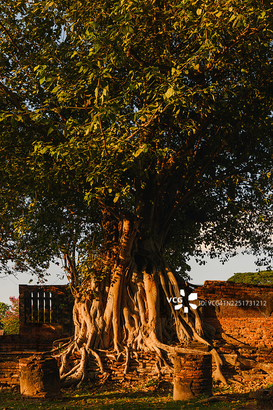 寺庙里的榕树与阳光图片素材